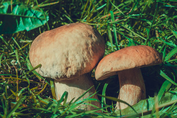 Porcini Mushrooms in Grass Filtered