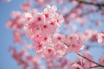 Obraz premium ヨウコウザクラ