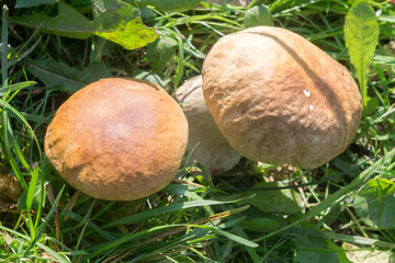 Porcini Mushrooms in Grass