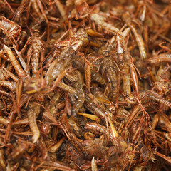 Fried grasshoppers on eastern market