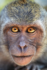Portrait of curious monkey