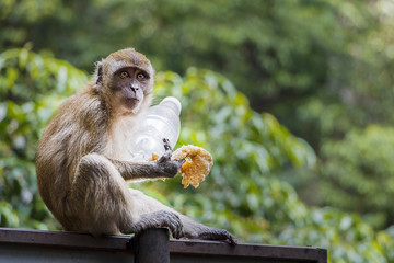Wild Macaque Monkey With Food