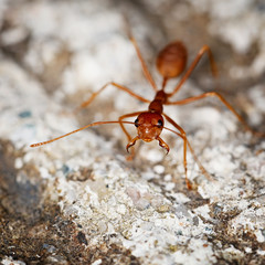 One weaver ant on stone background