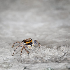 Salticidae - small spider on grey stone close up