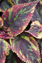 Plant coleus blumei combat