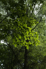 Fototapeta na wymiar Green leaves of oak.