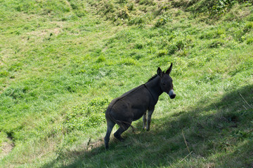 Obraz na płótnie Canvas Donkey at the countrysiade