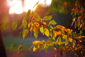 Silhouette Sun rays light between branches