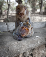 Crab-eating macaques have fun