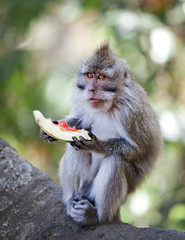 Crab-eating macaque eat juicy fruit