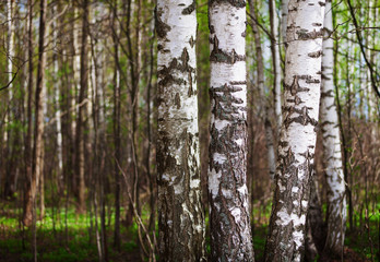 Fototapeta premium Trunks of birch trees in the northern forest