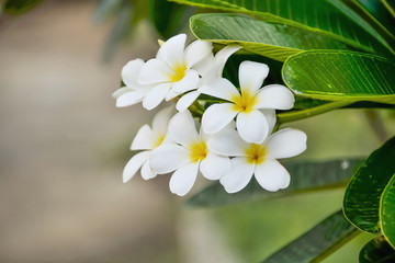 Obraz premium Plumeria