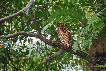 Brown Fish Owl sitting on a tree branch