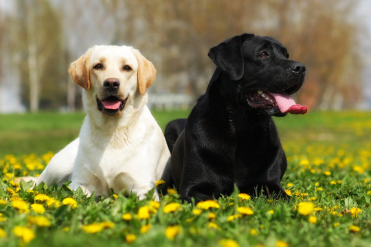 two happy family dogs are Labrador retrievers laying in the summ