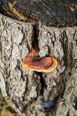 Fungus mushroom brown piece grow from timber