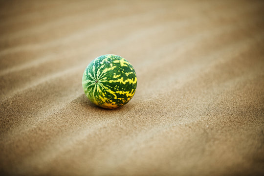 Desert melon (Citrullus colocynthis) on sand