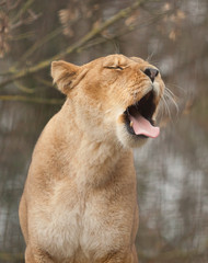 photograph of a yawning Barbary lioness