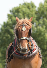 Fototapeta premium photograph of a Heavy horse in working harness