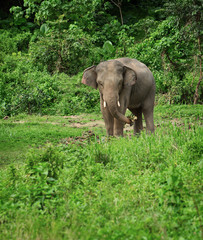 Naklejka premium Elephant eats in nature