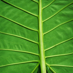 Tropical plant green background - Colocasia gigantea leaf