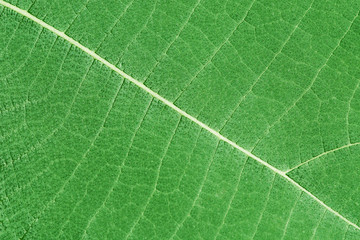 background - green plant leaf with veins
