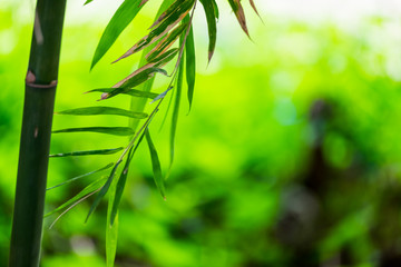 Fototapeta na wymiar Bamboo green leaf soft blurred background