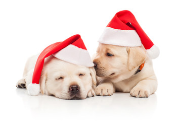 Labrador puppies in a Santa Claus hat