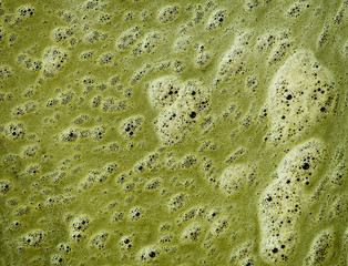 Green scum on the surface of dirty water