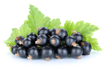 Schwarze Johannisbeeren Johannisbeere frische Früchte Beeren Ob