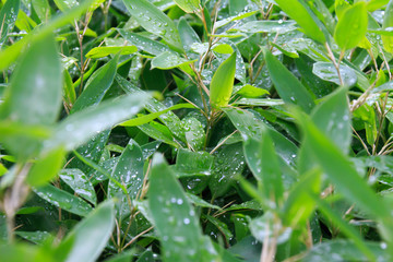Leaf wet with rain