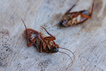 cockroaches