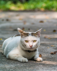 Cute cat on the ground