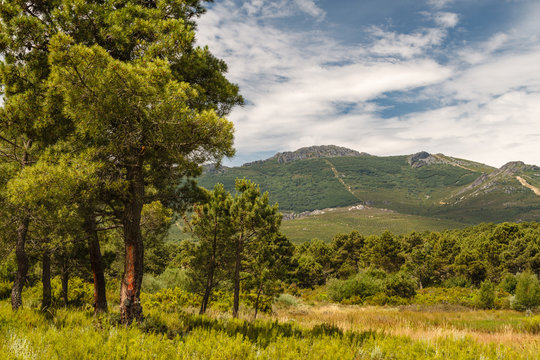 Pinar de Tabuyo del Monte y Montes de Le&oacute;n.
