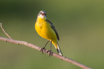 Birds - Yellow Wagtail (Motacilla flava)