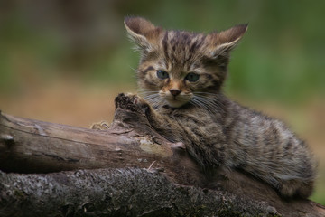 Naklejka na ściany i meble Wildcat kitten on a log