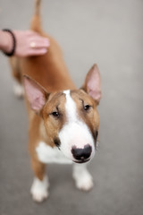 Close Up Pet red Bullterrier Dog Portrait Indoor On nature Background