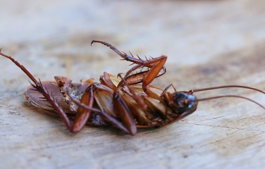 cockroaches