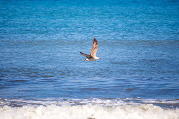 seagull flying over the sea, Georgia