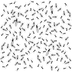 Background with black ants