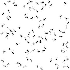 Background with black ants