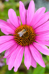 Obraz na płótnie Canvas Bee Collecting Nectar