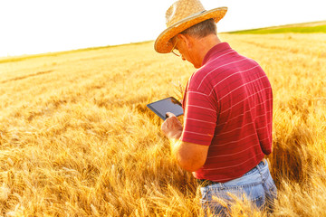 Naklejka na ściany i meble Senior farmer standing in a wheat field with a tablet and examining crop.