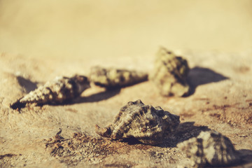 Beautiful seashells on the stone floor. Background with different . Shallow depth of field. Toned image.