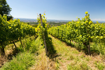 Fototapeta na wymiar Vignes en été