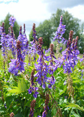 Violet flowers a bird vetch on a meadow, Tula region, Russia