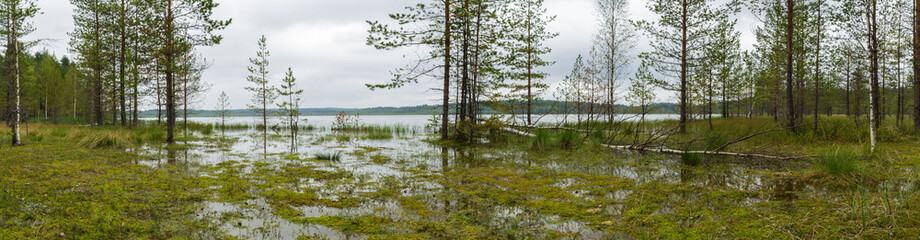 Naklejka premium Panorama of swamps and pine underbrush.