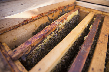 Honeycomb with bees and honey