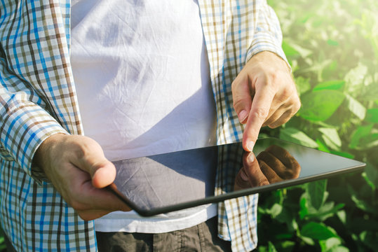 Farmer using digital tablet computer in cultivated soybean crops
