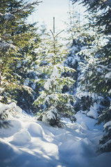 Fir tree covered with sno. Winter time in the mountains.