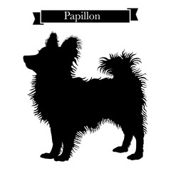 Dog breeds - Purebred papillon or continental toy spaniel dog. Vector Illustration